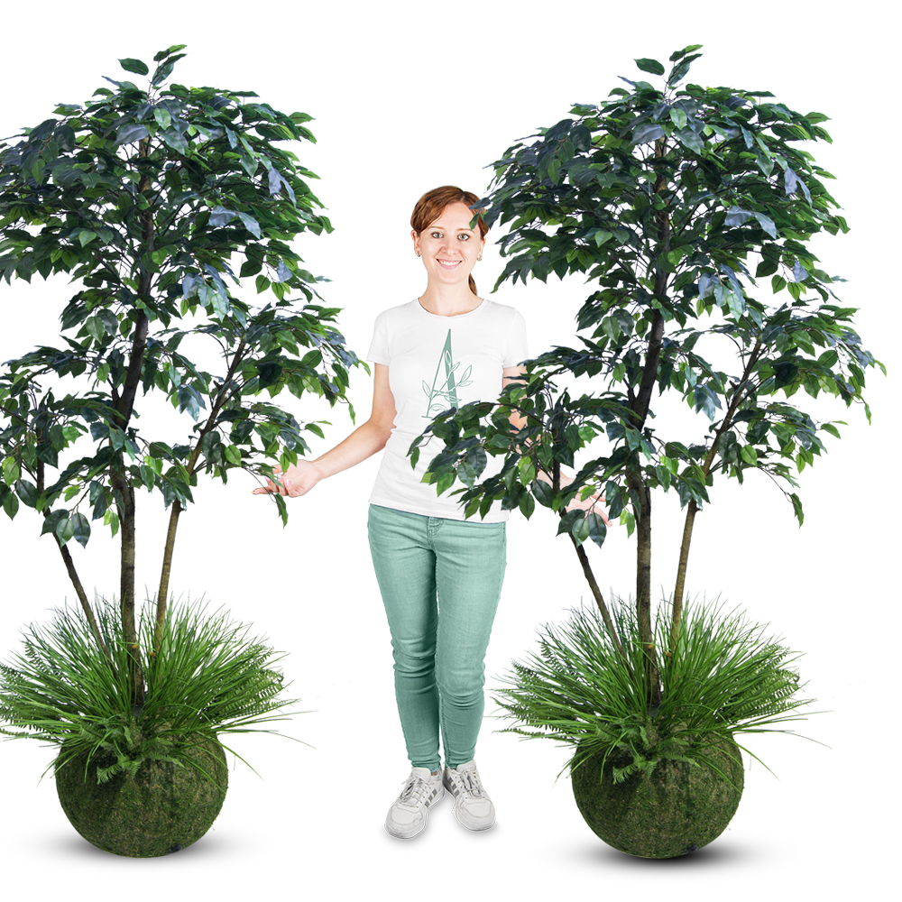 ККДД180/34(з.) Кокедама d40см Фикус зеленый h180см_3