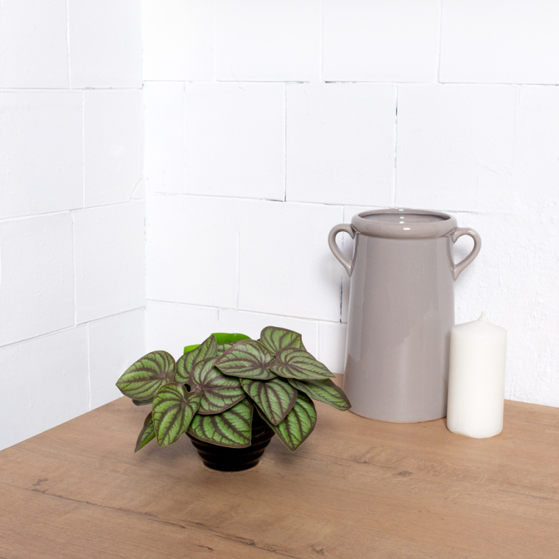 ЦС2100(F) Пеперомия искусственная полосатая,зелен-бордовая