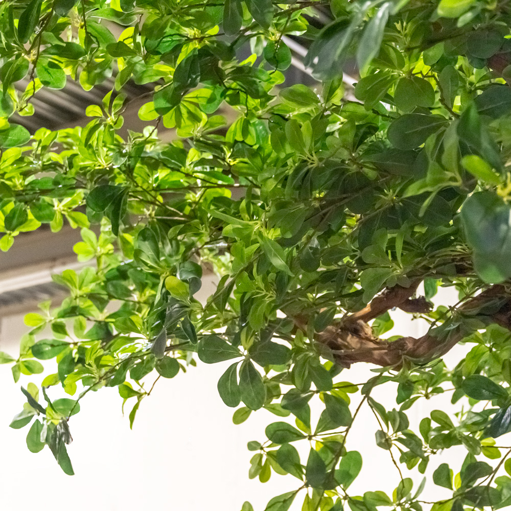 360/ОС/84(з/УУ) Шеффлера искусственная h360см_3