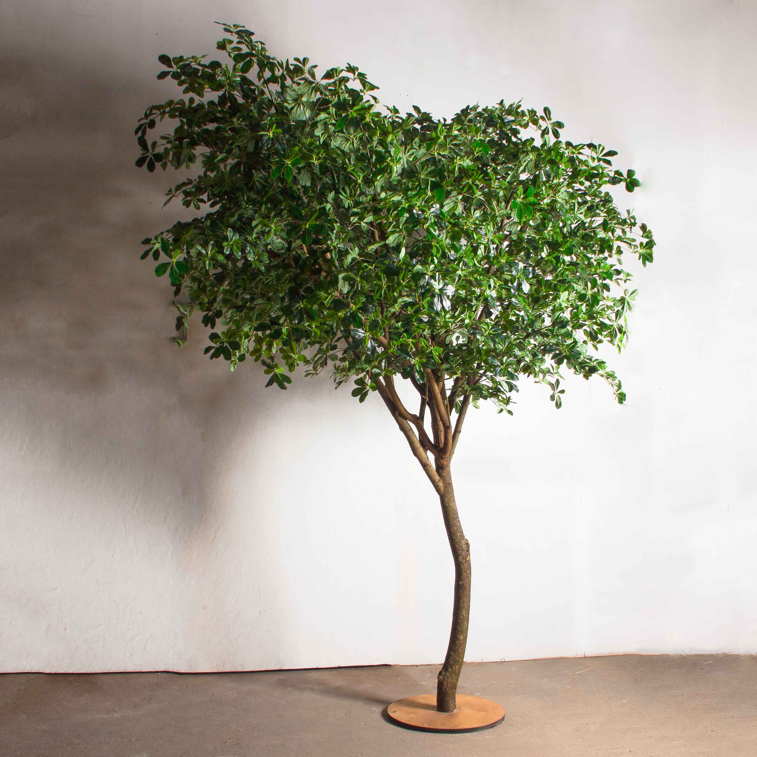 300/РН/84-2(з)(Пр)(F) Шеффлера искусственная h300см_3