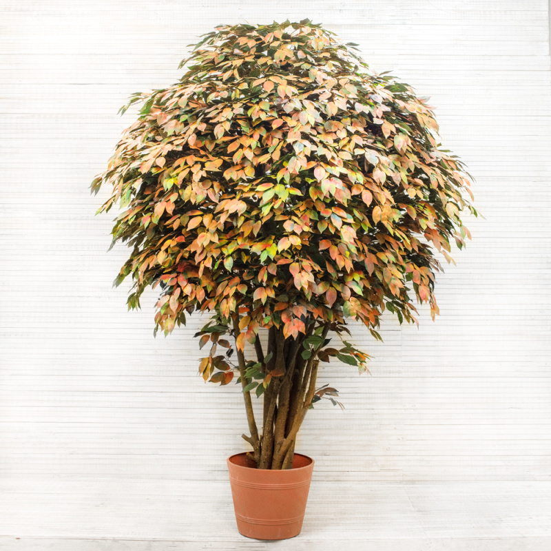 250/РН/34(з.) Фикус осенний шир.250см