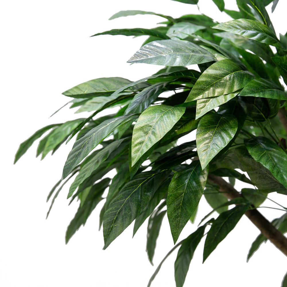 240/РН/200(з.) Дерево манго без плодов h240см_2