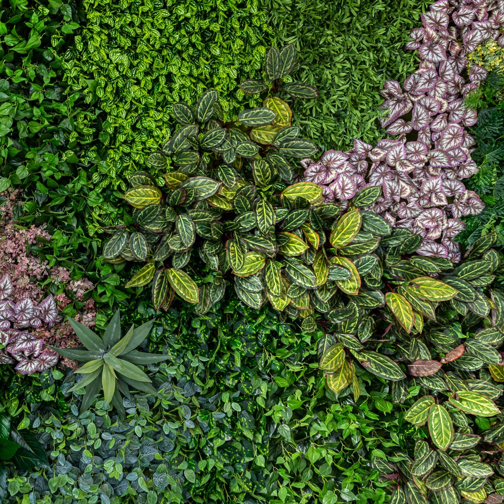 Фитостена 106_3