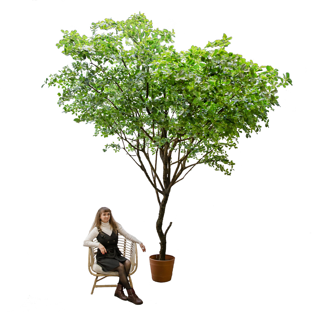 350/РН/84(з.) Шефлера h350см (латекс) _2