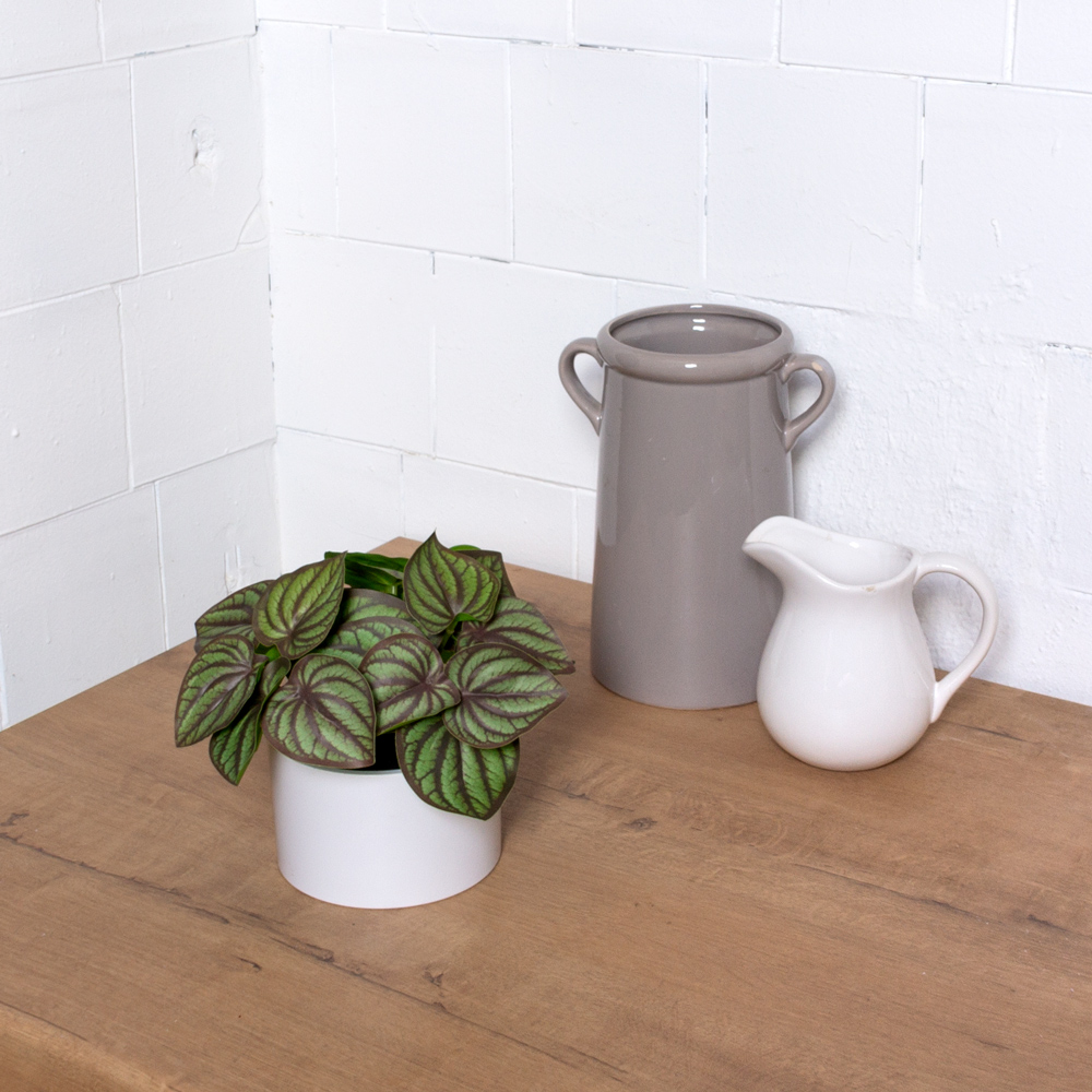 ЦС210(F) Пеперомия искусственная полосатая,зелен-бордовая_3