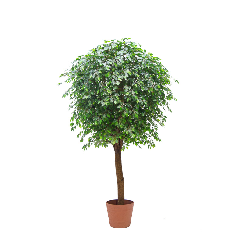 270/РН/34-2(з.) Фикус h270см(латекс) в кашпо d42см