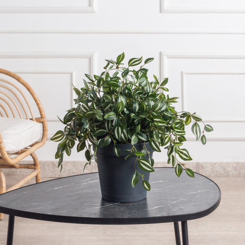 КС131(з)(F) Традесканция в кашпо d23см