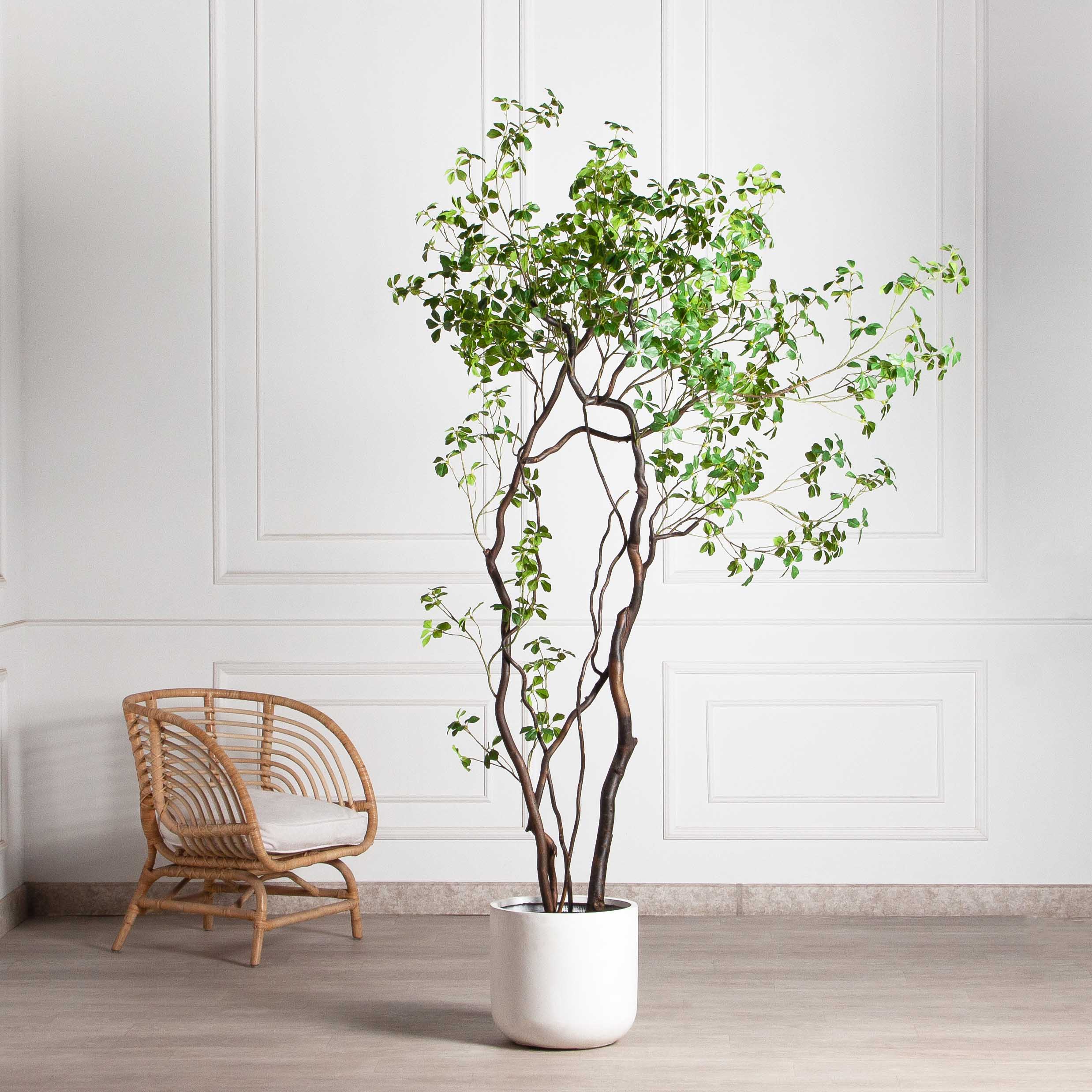 220/ВИТ/АСС/534(Пр)(F) Шеффлера искусственная Компакта  h220см_3