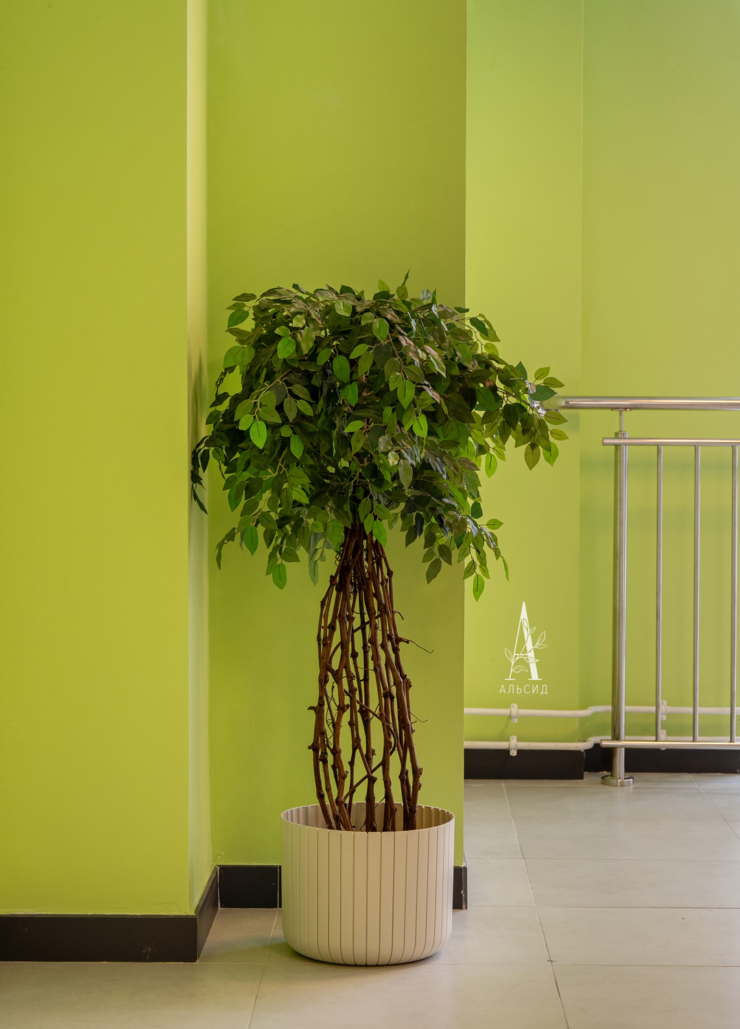 180/ССТК/35 Фикус искусственный h180см (латекс)_8