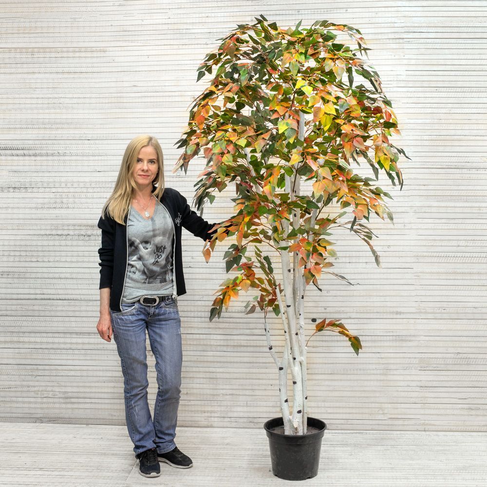 200/Р/12М-1(з.) Береза 200см_4