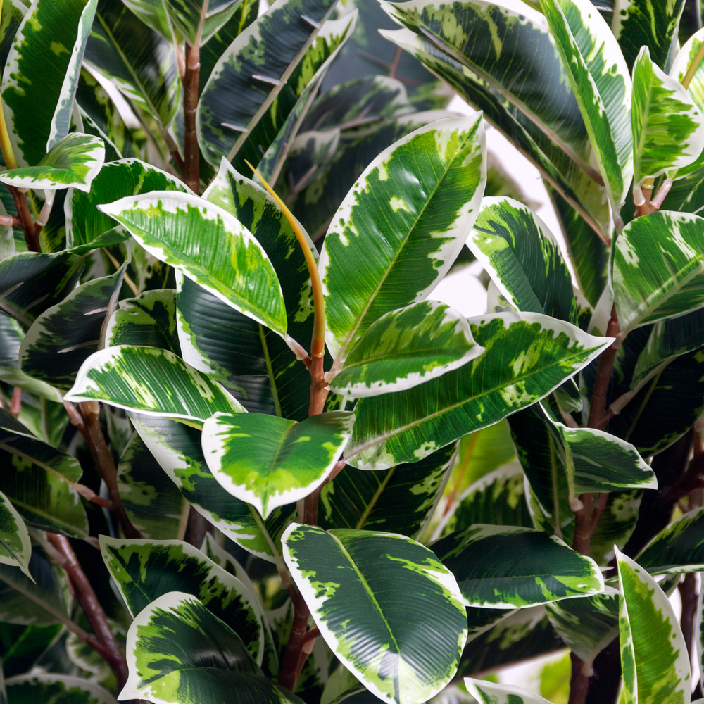 240/К/419(з)(F) Фикус искусственный Эластика Тинеке h240см d 160см, латекс_5