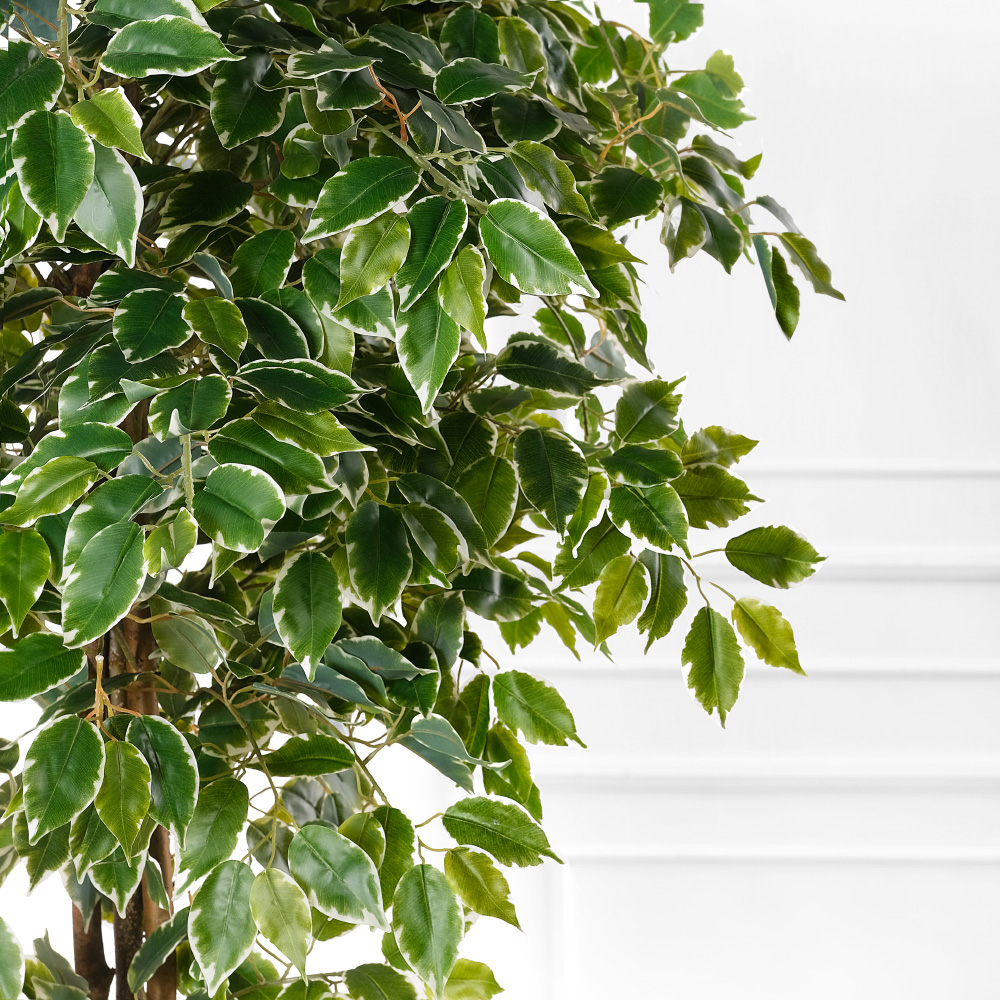 180/УК/23М(Пр)(F) Фикус Бенджамина Старлайт искусственный h180см_6