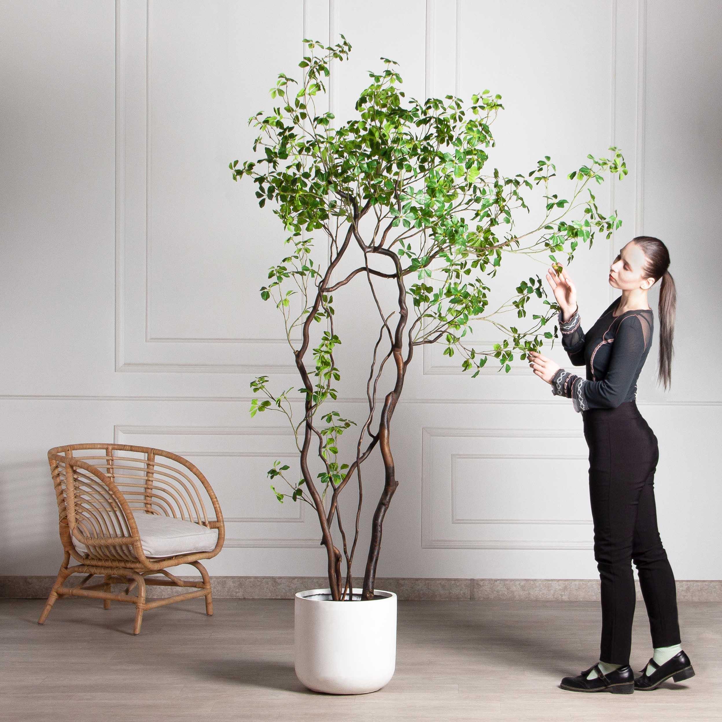 220/ВИТ/АСС/534(Пр)(F) Шеффлера искусственная Компакта  h220см_2