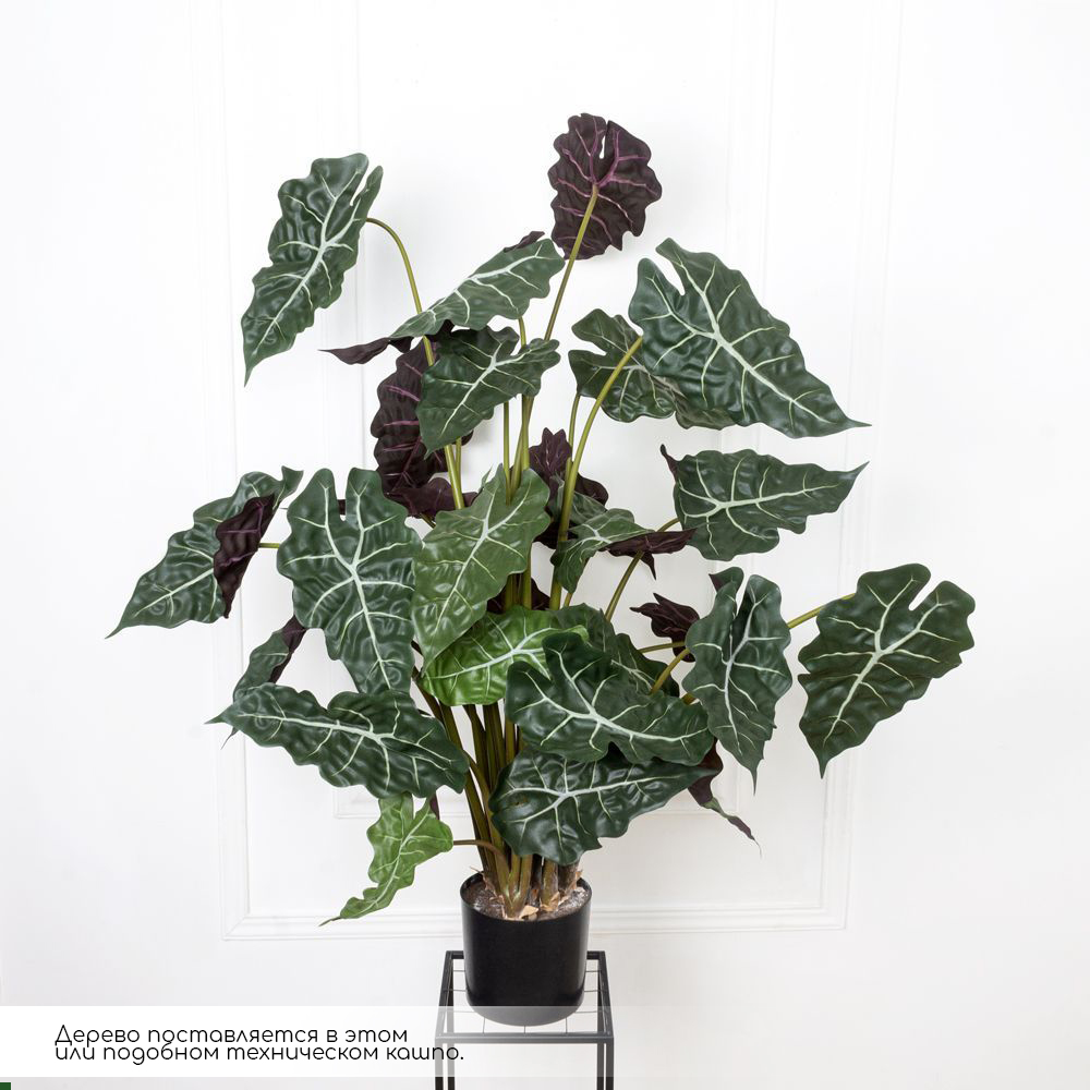110/479(МТ) Алоказия искусственная h110см_3