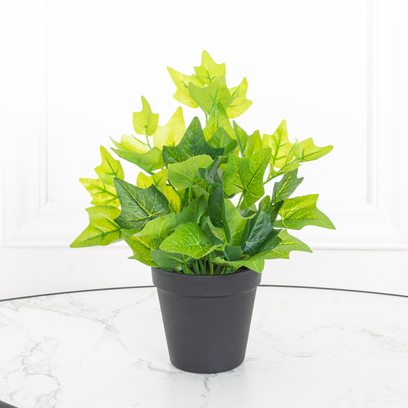 ЦС28/213 Хедера h17см(латекс) в горшке d11см_4