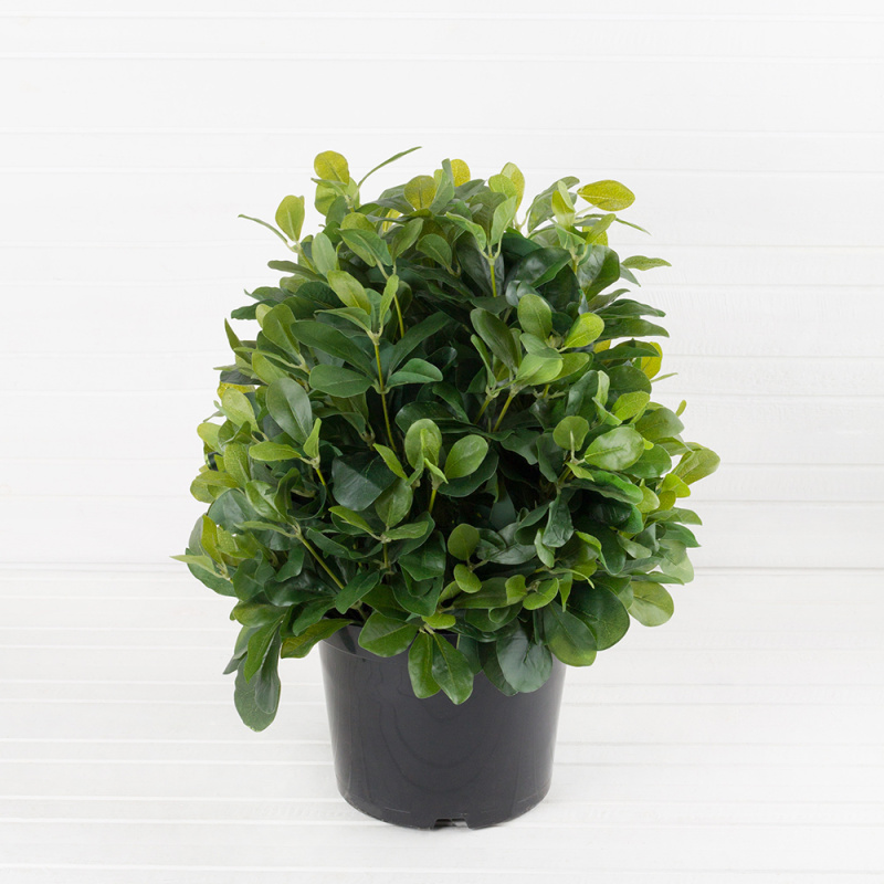 ЦС85 Питтоспорум h-40см в тех.горшке d-19см