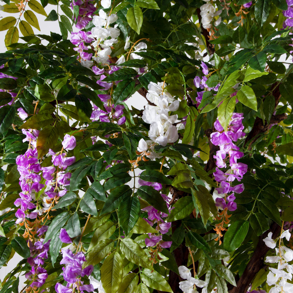 260/ОС/АСС/424(з)(F) Глициния искусственная h260см d200х190см (латекс), бело-сиреневая_3