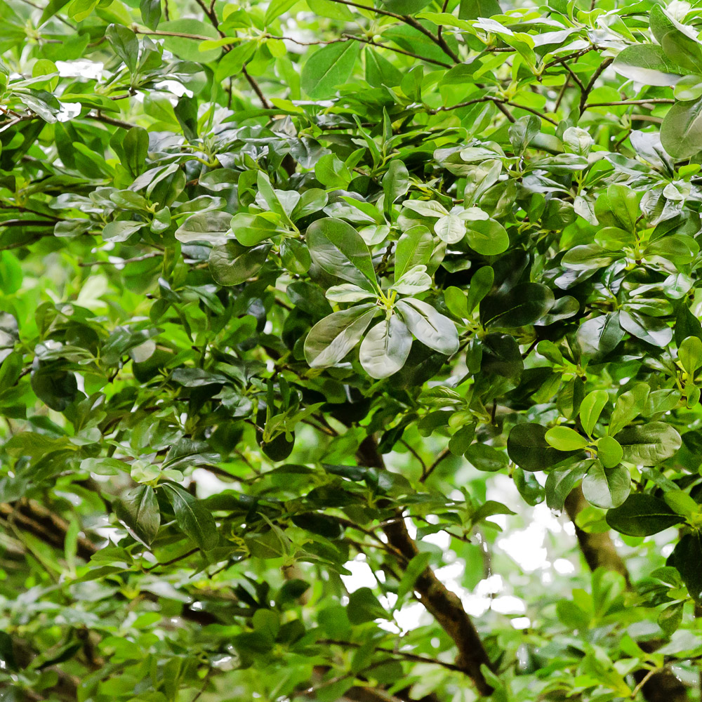 350/РН/84(з.) Шефлера h350см (латекс) _3