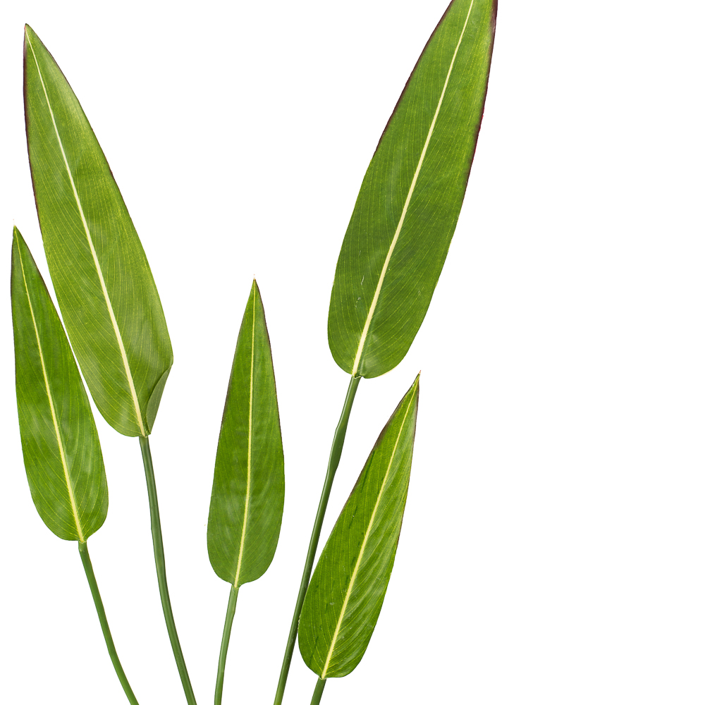 7143/0033-6 Куст стрелиции мелкий*5л  h=75см (60+15)_2