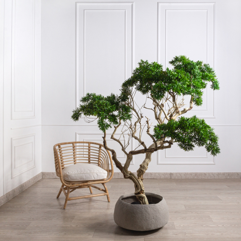 БЛ170/Д3/241 Бонсай искусственный Подокарпус h170см