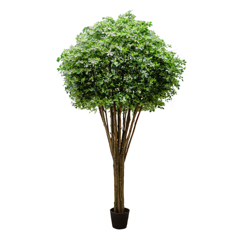 450/РН/84(з.)(Promo) Шеффлера h450см(латекс)_1