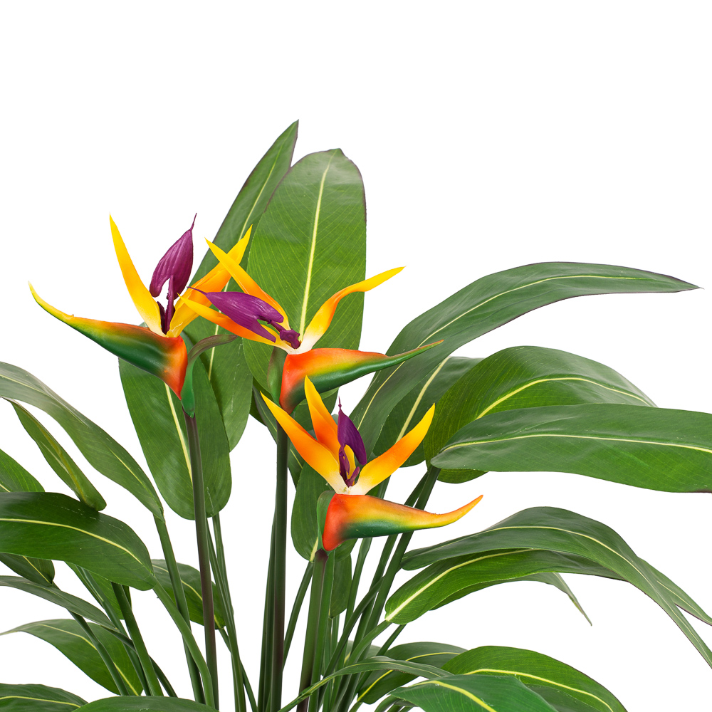 К75*6-1 Стрелиция куст_1