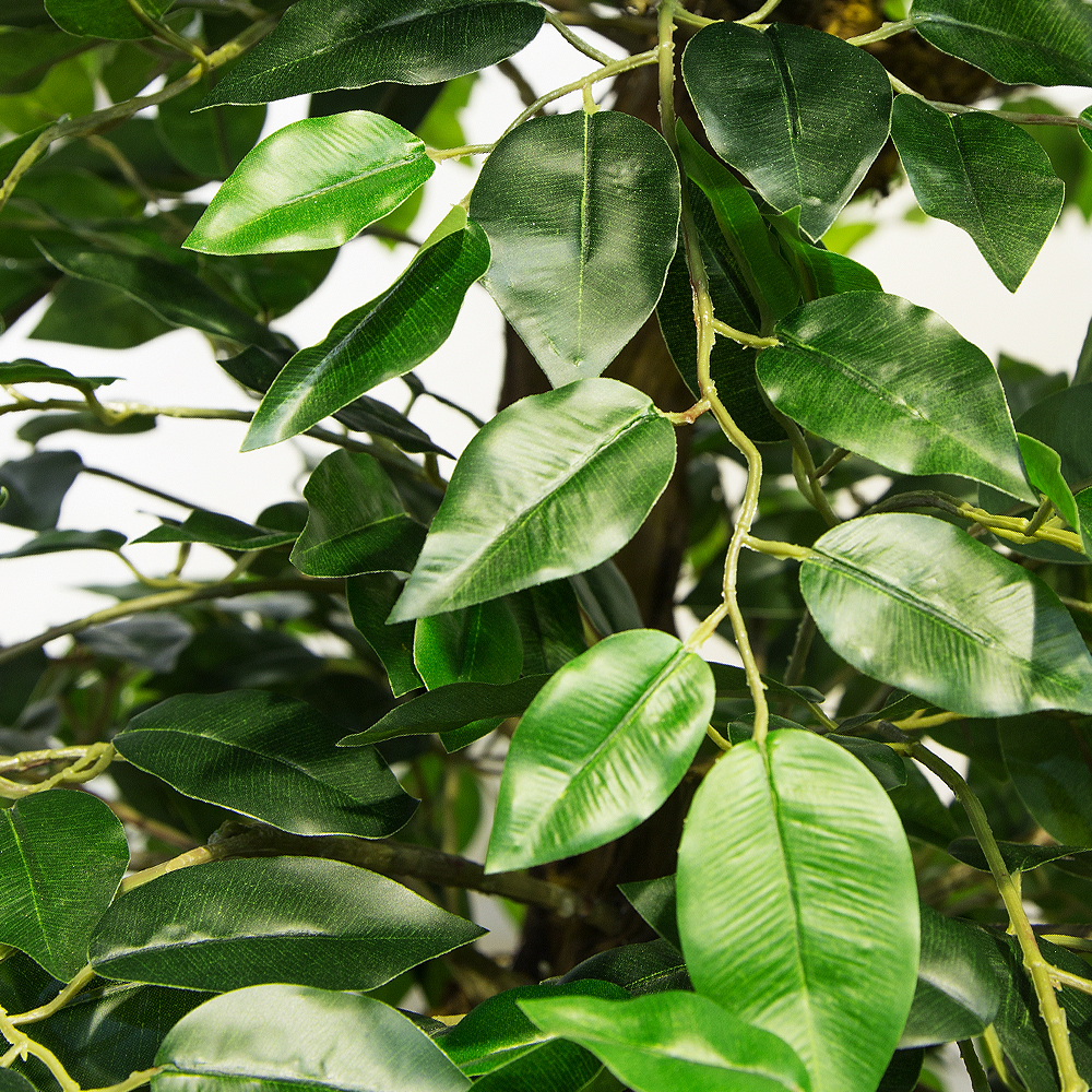 180/Я3/ОС/34-2(з) Фикус h-180см (латекс)_2