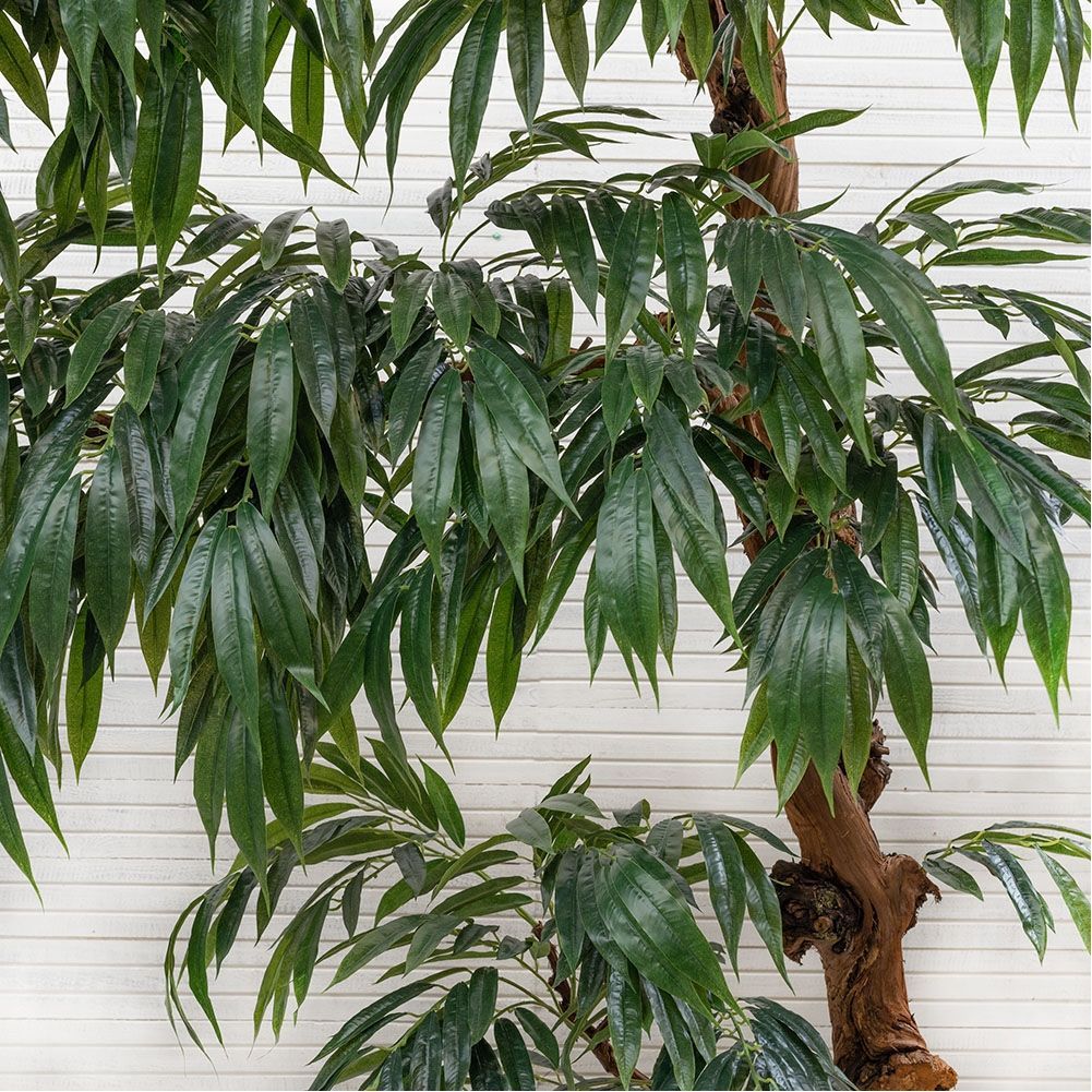 230/3Я/ОС/219(з.) Лонгифолия (h-230см;крона=210см)_3