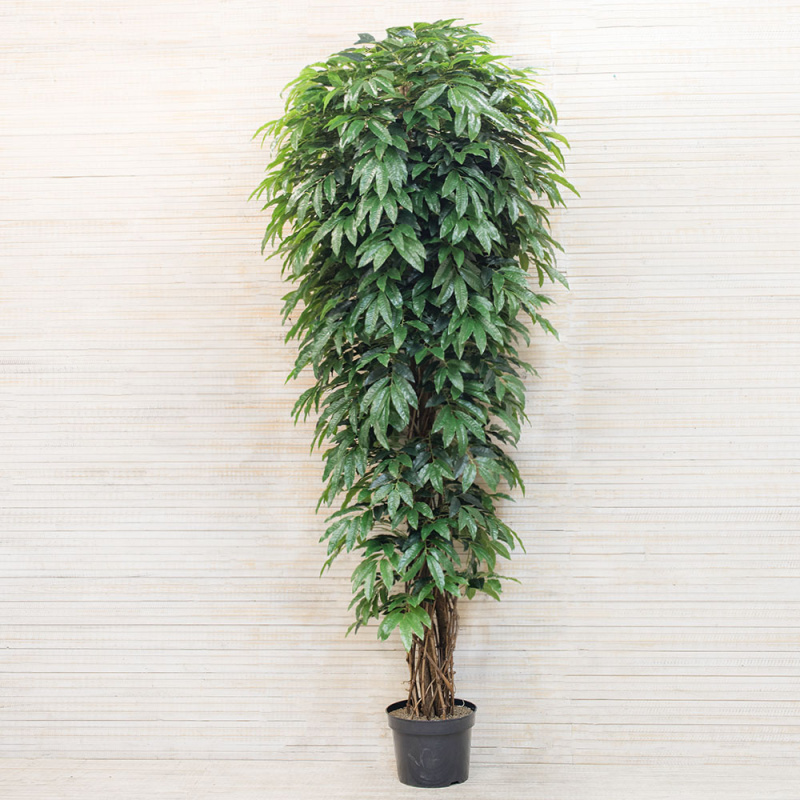 270/УК/220(з) Лонгифолия h-270см