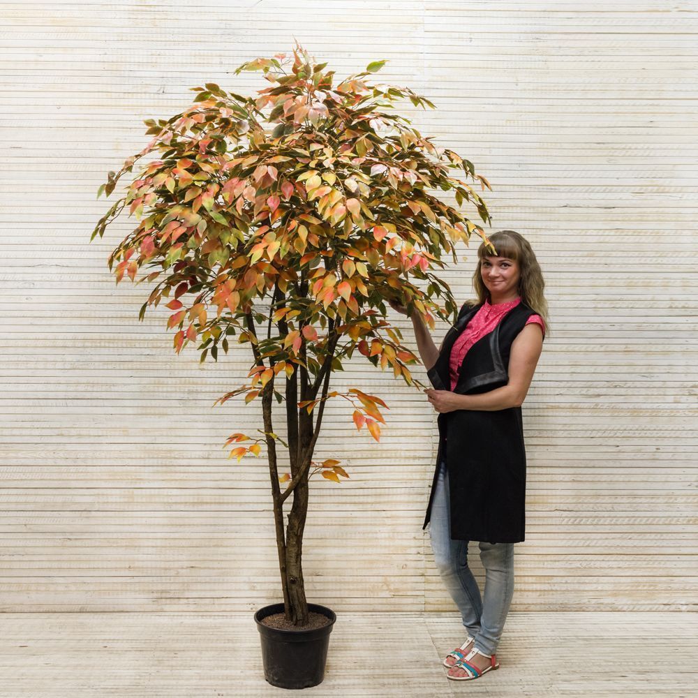 220/РН/23М Фикус осенний 220 см_3