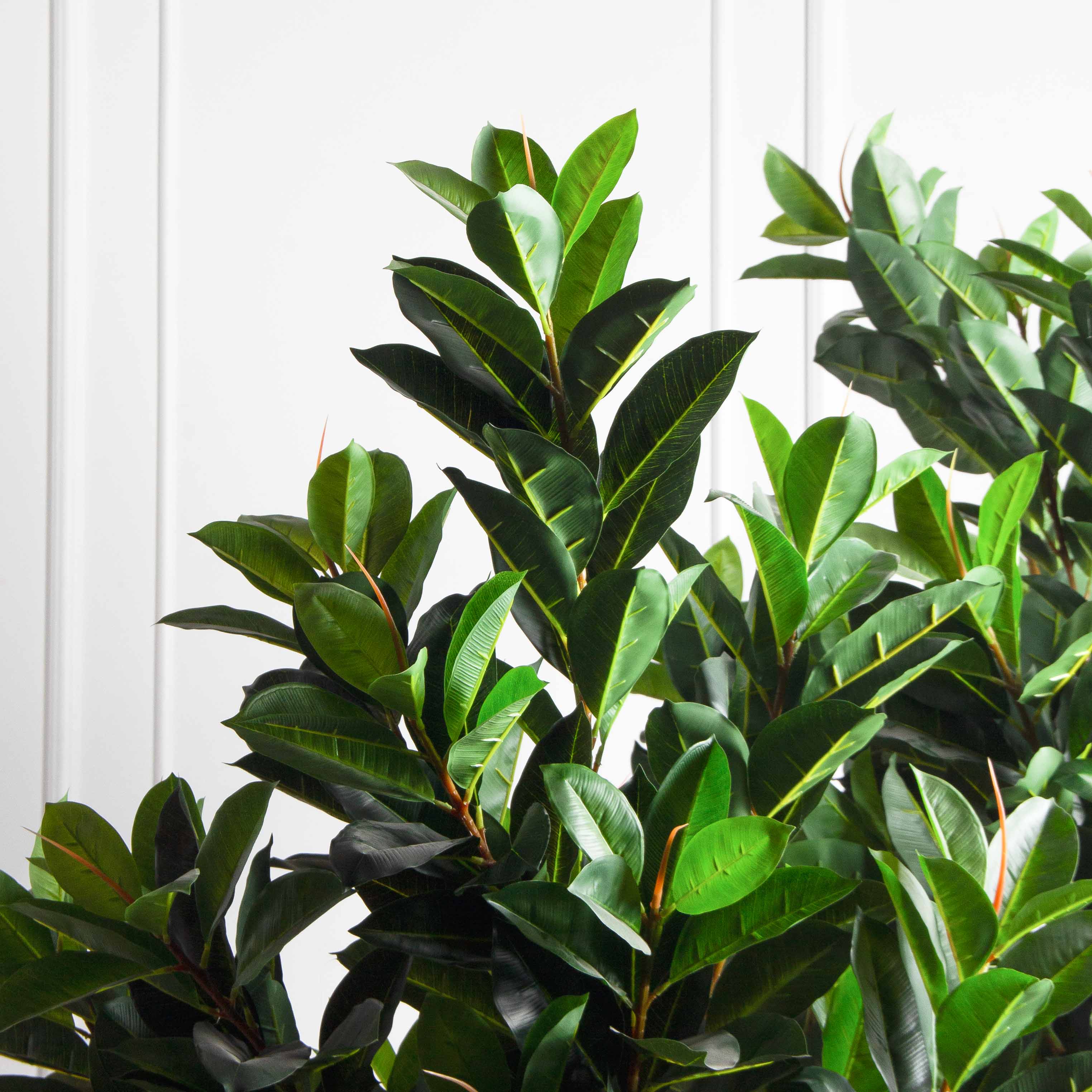 240/К/418(з)(Пр)(F) Фикус искусственный Эластика  h240см, латекс_7