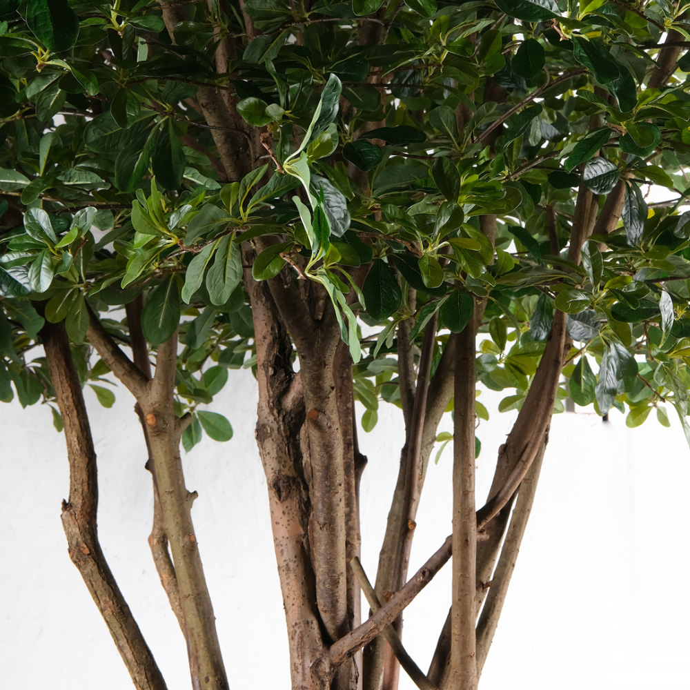 320/РН/84-1(з)(F) Шеффлера искусственная h320см на основании_5