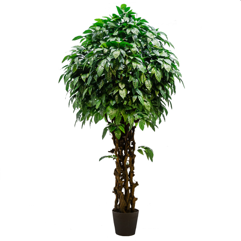 350/ОС/13 (З) Фикус с крупным листом