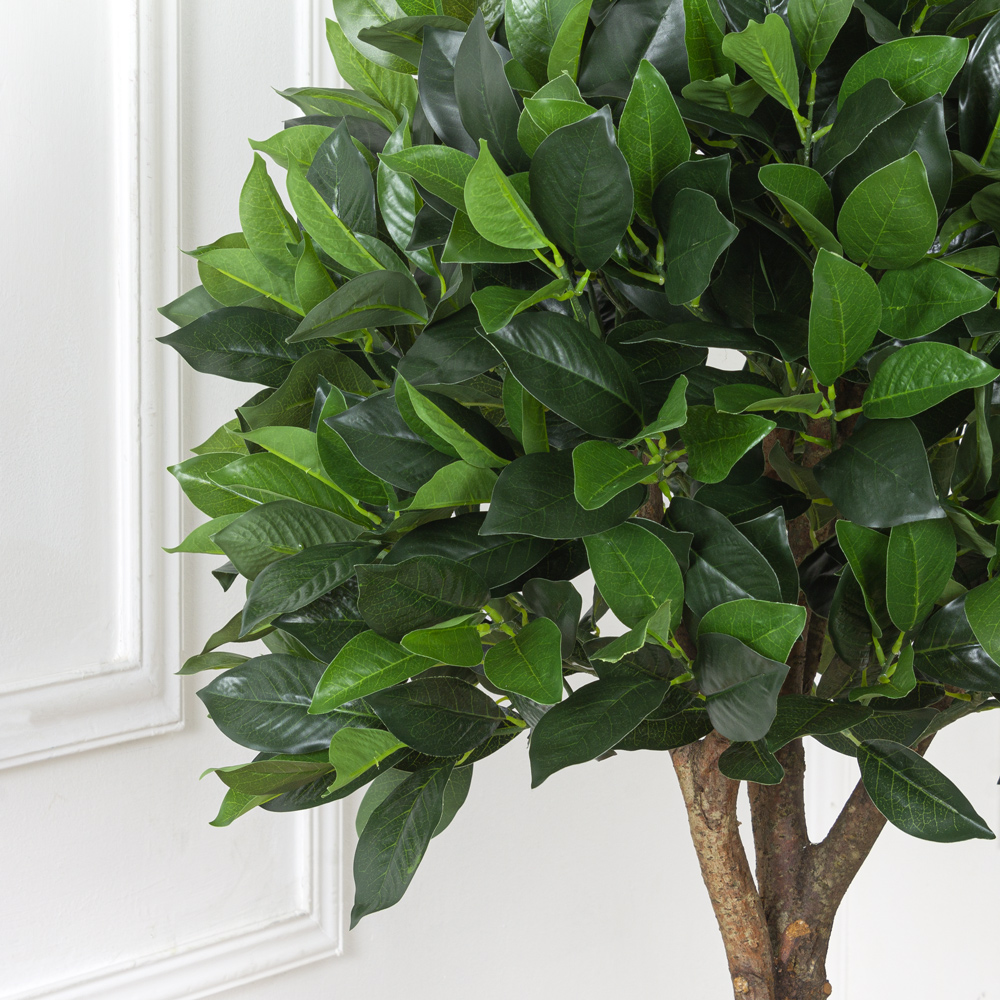 120/Ш/190(з.) Лавр камфорный h120см(латекс)_6