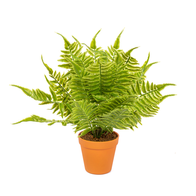 ЦС30/211-1 Папоротник Циртомиум h30(зелен) в гор