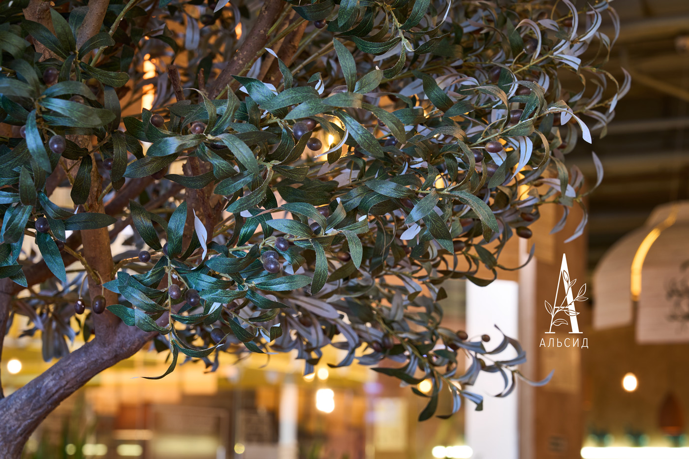 300разб/465(Promo) Оливковое дерево Премиум разборное h300см_15