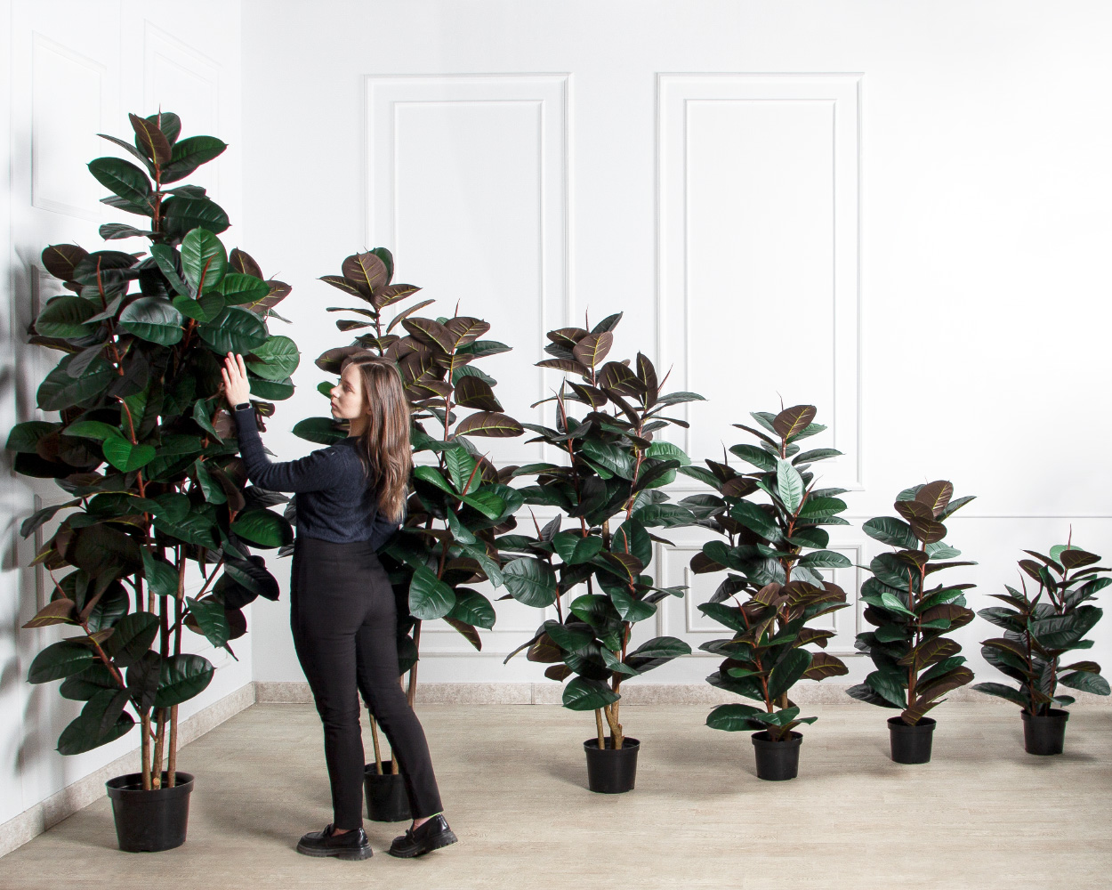 250/УК/РН/186(Пр)(F) Фикус Эластика Робуста искусственный h250см,латекс_8