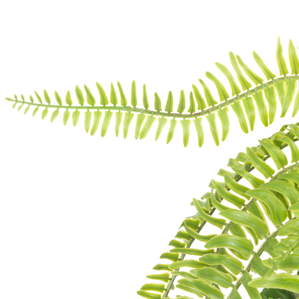 БК 04 Композиция с папоротником Экзальтата на блоке 15*h10_24