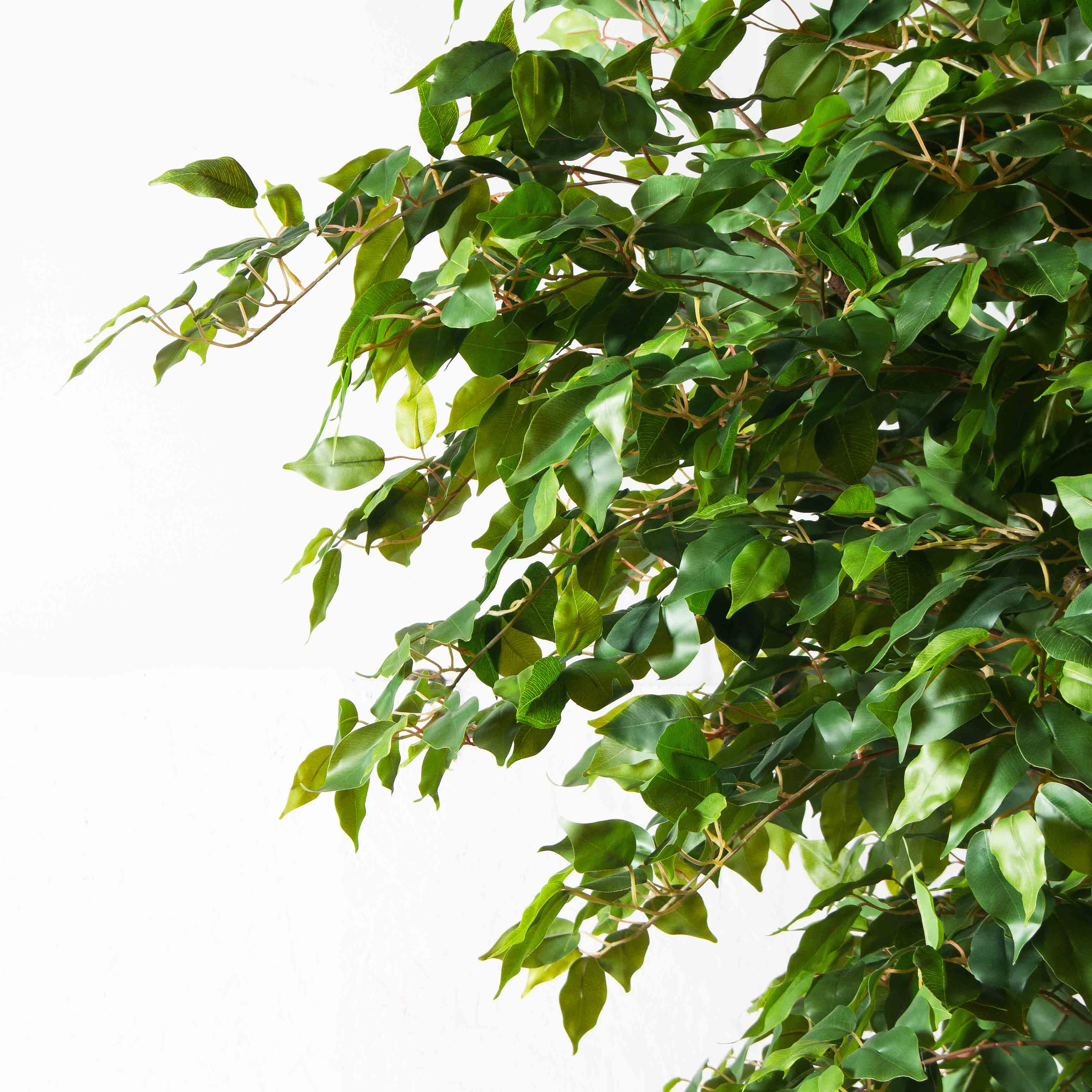 270/РН/34(з)(Пр)(F) Фикус искусственный h270см,d230см, латекс_8