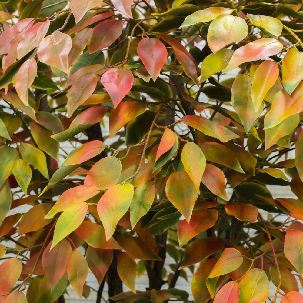 220/РН/23М Фикус осенний 220 см_2