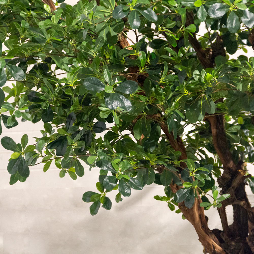 350/ОС/84-1(з)(Пр) Шеффлера искусственная h350см, d250см (латекс) _3