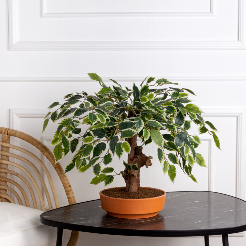 БЛ035/08-1(з) Бонсай искусственный Фикус (латекс) h35см_2