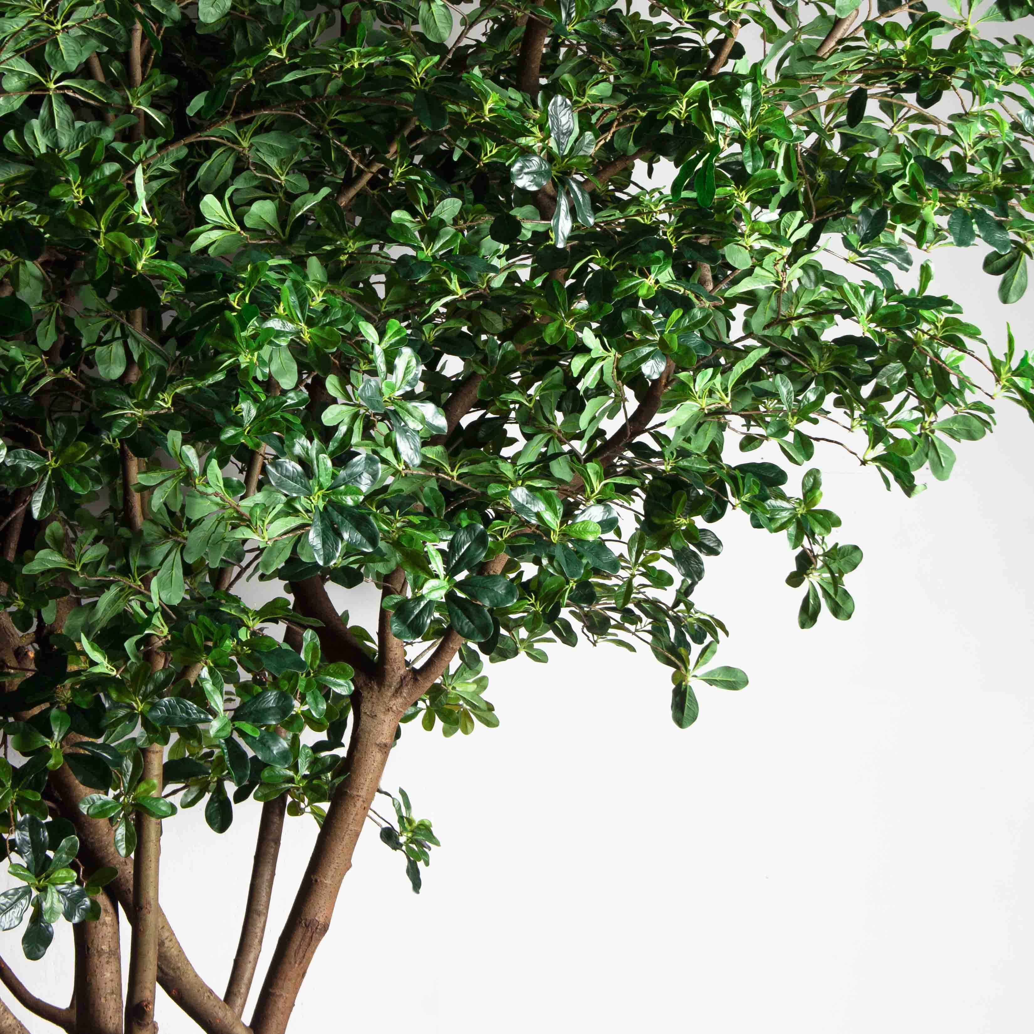 350/РН/84-2(з)(УУ)(Пр)(F) Шеффлера искусственная h350см_4