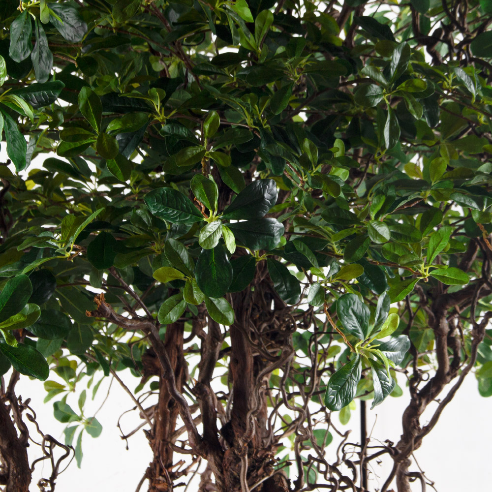 240/ДД/5344(з)(F) Шеффлера искусственная  h240см d180(латекс)_4