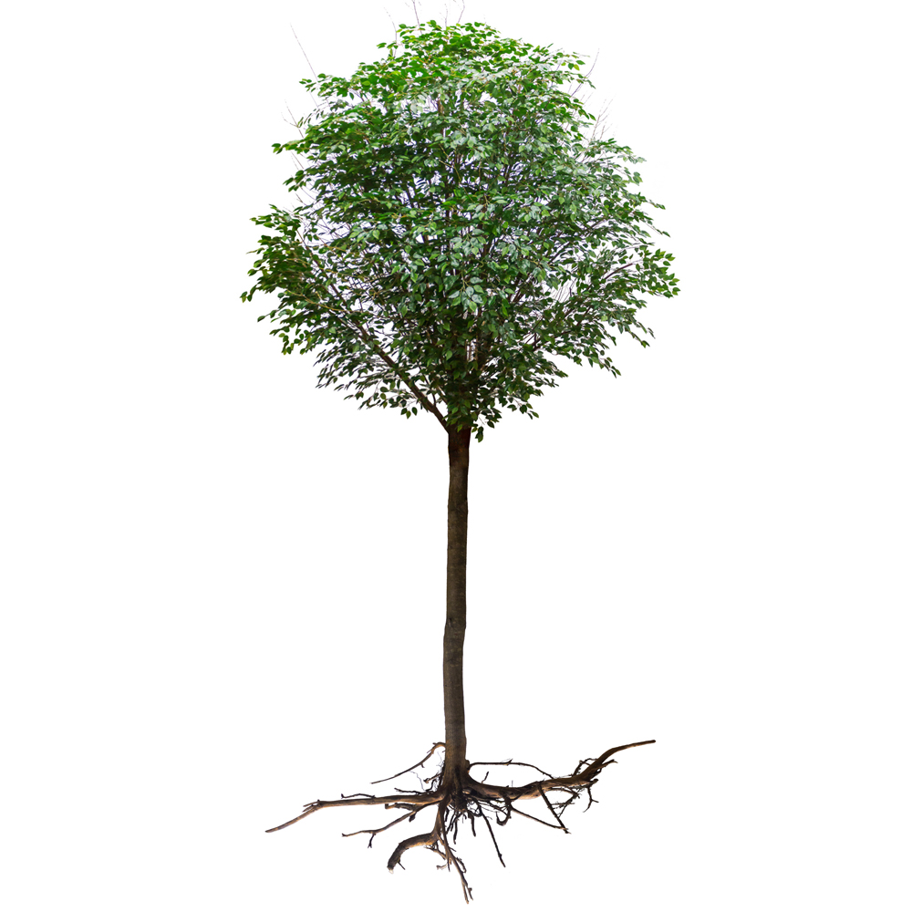 600Разб/РН/34(з.) Фикус искусственный h600см_1