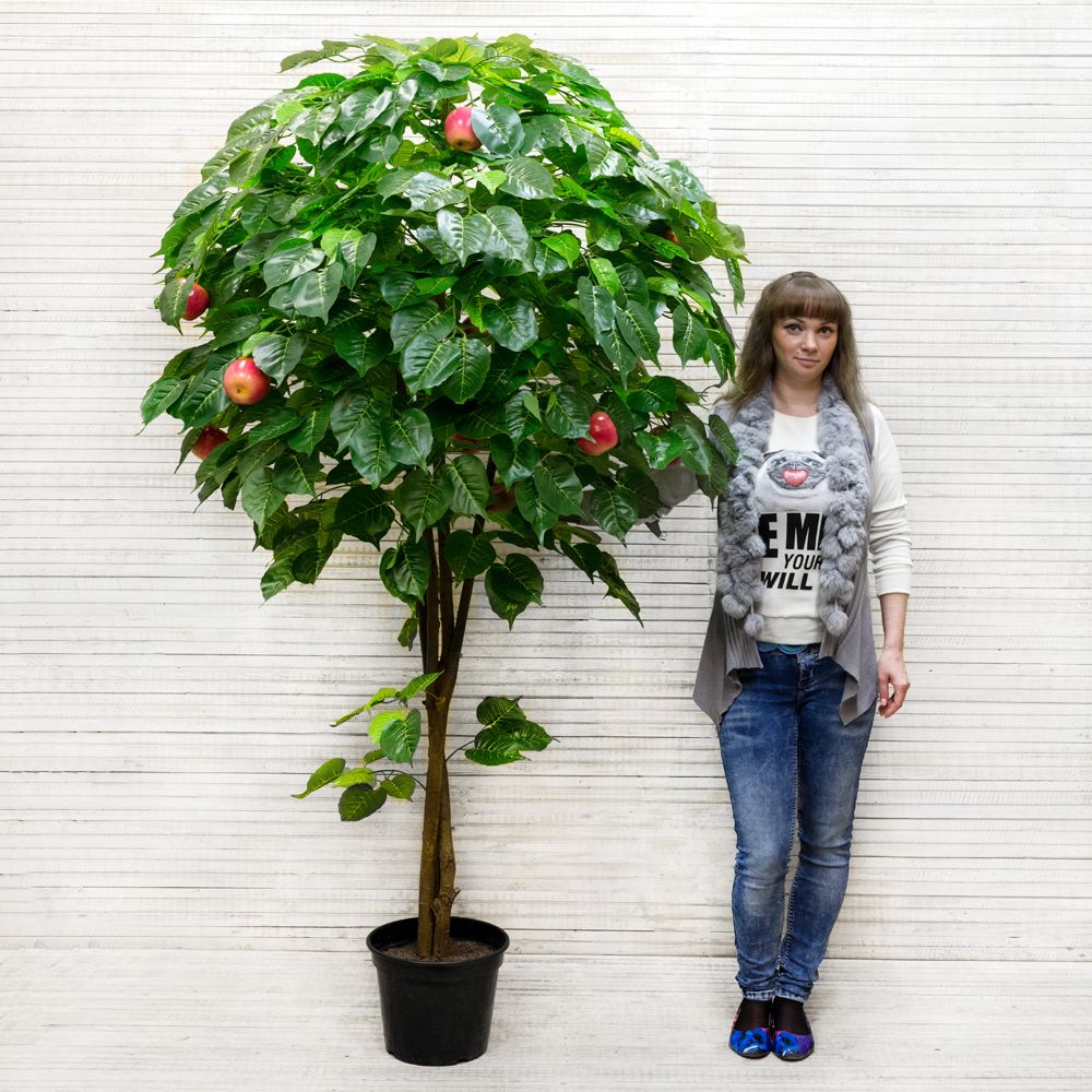 200/РПК/35(з.) Яблоня h-200см_3