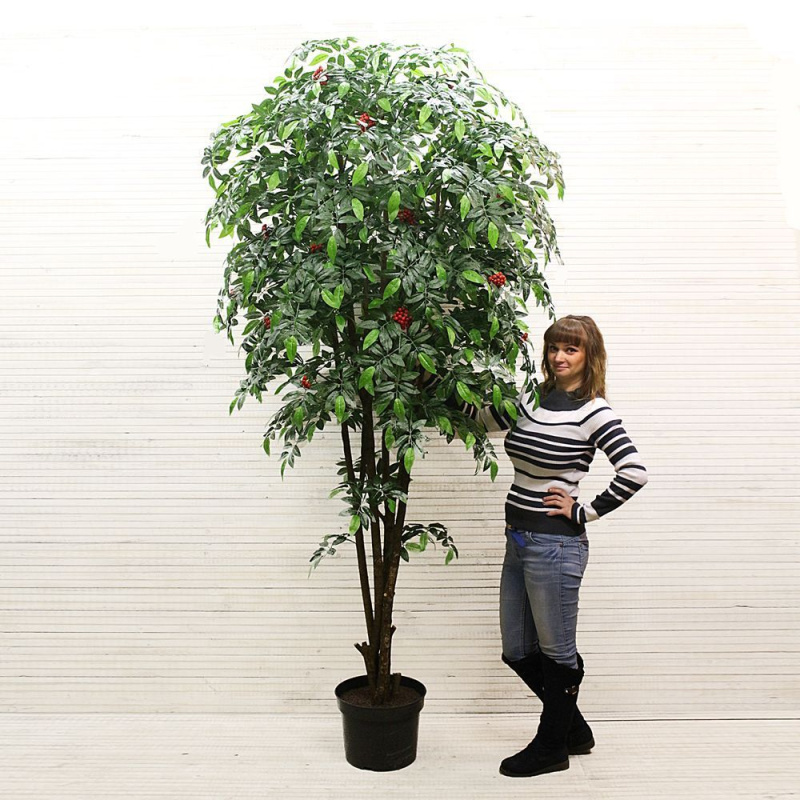 250/РН/180 (З) Рябина