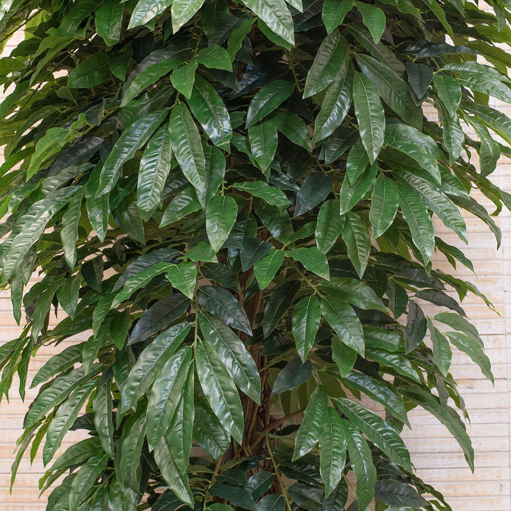 270/УК/220(з) Лонгифолия h-270см_2