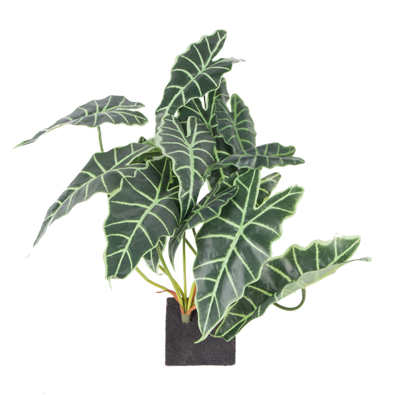 БК 32 Композиция с алоказией Полли на блоке 15*h10