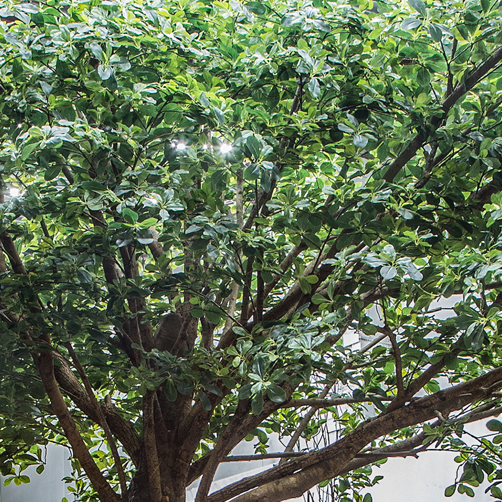 430/РН/84(з.) Шеффлера (латекс) h430, d540см_2